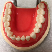 Modelo Anatómico de Dientes de Resina Danter 200 para Prácticas de Exámenes de Estudiantes de Ciencias Médicas en Hospitales (Modelo A8025)