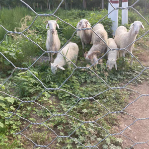 <span class=keywords><strong>Rouleau</strong></span> de gabion galvanisé de 6 pieds de <span class=keywords><strong>hauteur</strong></span>, avec fil de 2,0 mm, mailles hexagonales de 80x100 mm, pour enclos d'élevage - Product Image 4