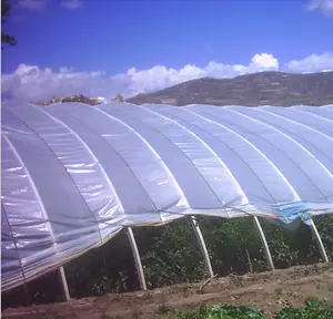 Pellicola di plastica della serra di protezione UV poli Film dello zenzero Film di polietilene di agricoltura