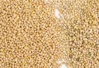 WENYAO Trieuse optique de couleurs à 8 canaux pour légumineuses, lentilles, pois chiches et haricots, à vendre