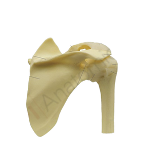 PVC vật liệu nhân tạo Vai Doanh chỉnh hình đào tạo mô hình cho khoa học y tế - Product Image 2