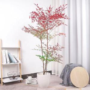 Bonsái de Nandina Flame Eight Hundred, Árbol Grande con Tronco Maduro, Ideal para Decoración de Interiores/Patio, Florece Todo el Año - Product Image 3