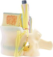 Modelo Médico de Columna Vertebral y Vértebras Yulin, Apto para Investigación Ortopédica, Enseñanza de Patología Espinal, Educativo, CE/ISO