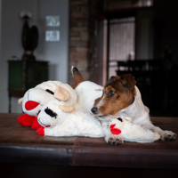 Peluche Chien en Forme de Côtelette d'Agneau en Gros, Jouet en Peluche Extra Doux pour Chiens, 5 Squeakers, Jouet à Mâcher pour Chiens, Jouet Mignon pour Animaux de Compagnie