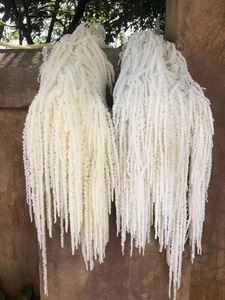 All'ingrosso Amaranthus Caudatus coda per il taglio dei semi <span class=keywords><strong>fiori</strong></span> ornamentali casa o diserbo decorazioni per feste. - Product Image 6