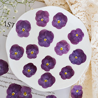 Fleurs séchées pressées de primulas et de violonelles de couleurs mélangées pour la fabrication de bijoux, boucles d'oreilles, colliers, pendentifs et fournitures d'artisanat