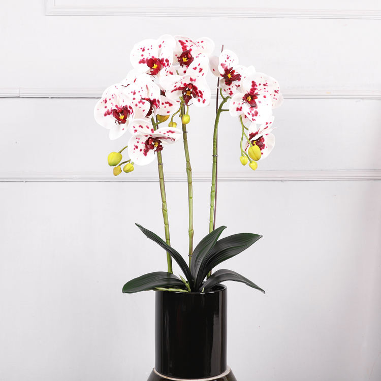 จุดสีขาวและสีชมพู