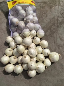 Cebola Branca Orgânica Cebola Amarela Legumes Frescos no Melhor Preço Cebola de Qualidade Superior para Exportação - Product Image 2
