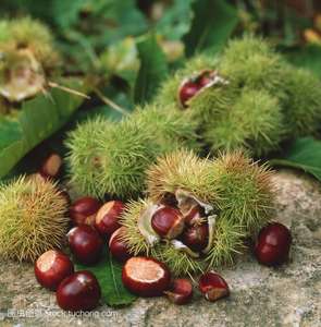 Vente en gros de châtaignes pelées biologiques fraîches <span class=keywords><strong>congelées</strong></span> châtaignes pelées faciles à cuire châtaignes surgelées - Product Image 6