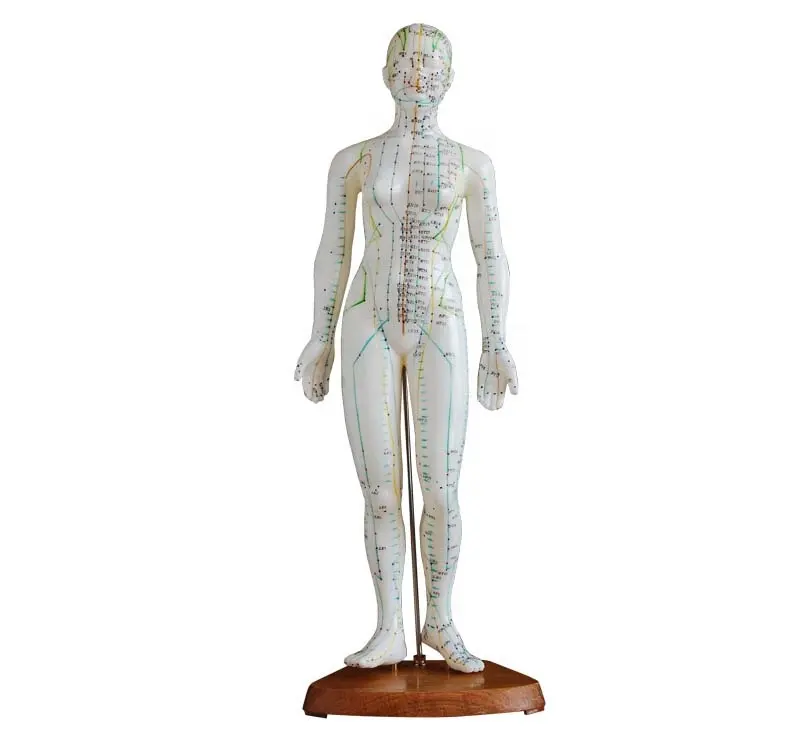 Acupuncture Model 48CM Female medical school teaching acupuncture modle PVC products