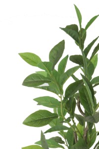 Arbre de gardénia artificiel de 1,85 m en direct d'usine - Plante artificielle en tige PE pour la décoration multi-scènes - Product Image 5