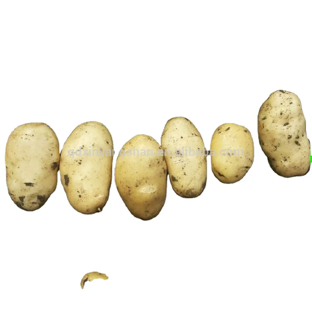 Patates tohumları Holland patates tohumları
