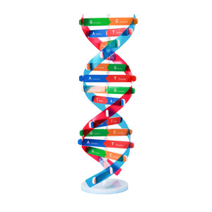 Modelo de Estructura de Doble Hélice del ADN, Componente de Plástico EVA, Heredidad Biológica, Variación Genética, Instrumento de Enseñanza Experimental - Product Image 1