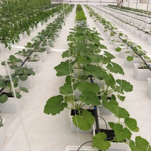 Complete <strong>Hydroponic</strong> Dutch Bucket with Automatic Irrigation and Pump for Tomato <strong>Pepper</strong> and Cucumber Cultivation - Product Image 5