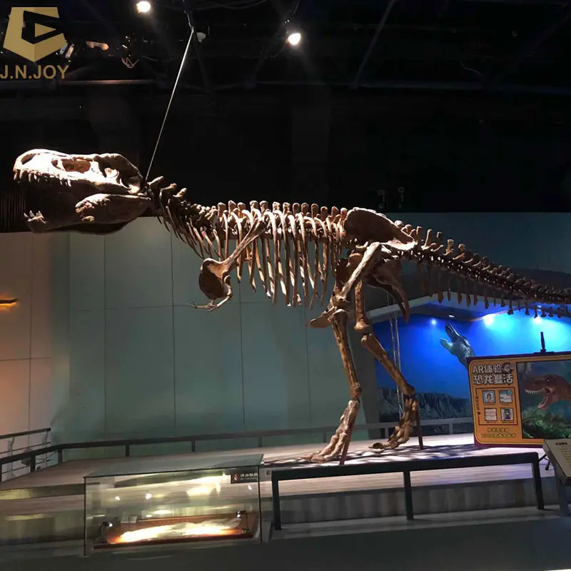 SGSR18 museum dinosaur skeleton replicas skeleton fossil model