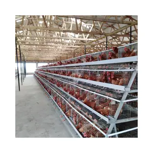 Best Sale A Type Battery Chicken Egg Layer Cages Automatic In South Africa