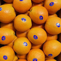 Oranye Cerah Navy Orange Valencia Orange Sweet Arange