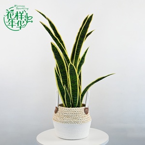 Pianta Artificiale Sansevieria con Bordo Giallo, 96CM, 32 Foglie, Decorazione di Lusso per Interni e Tavoli - Product Image 1