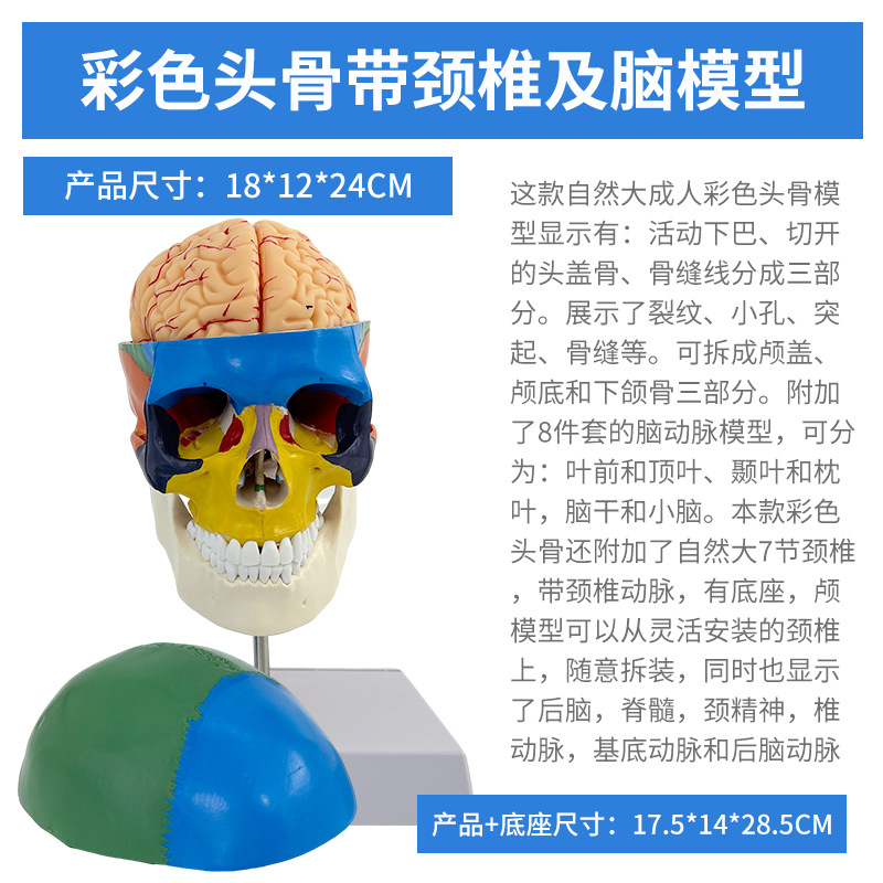 Crâne coloré avec colonne cervicale et cerveau