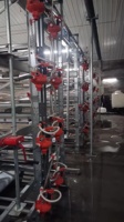 Cages à poulets de type H