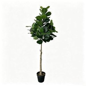 240cm Tall Fiddle-leaf fig – Eco-Friendly Plant for Wedding & Event Decoration - Product Image 2
