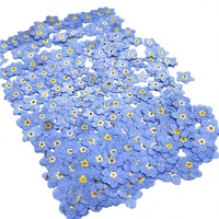 Fleurs séchées et pressées de Myosotis bleu pour l'art de la résine, la fabrication de coques de téléphone, les marque-pages et les projets DIY