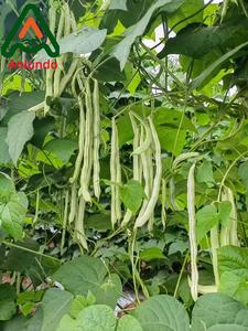 <span class=keywords><strong>Engrais</strong></span> à base d'extrait d'<span class=keywords><strong>algues</strong></span> Ascophyllum Nodosum, extrait d'<span class=keywords><strong>algues</strong></span> favorisant la croissance des cultures, 100% soluble dans l'eau, flocons d'extrait d'<span class=keywords><strong>algues</strong></span> - Product Image 4