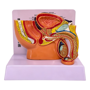 Modelo Anatómico Sagital de Pelvis Masculina en Miniatura, para Demostración de Genitourinario Masculino y Planificación Familiar - Product Image 1
