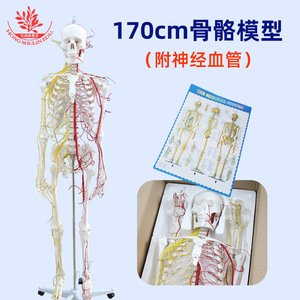 Modèle de squelette humain grandeur nature de 170 cm, outil pédagogique médical standard, modèle squelettique de simulation médicale avec nerfs et système sanguin - Product Image 4