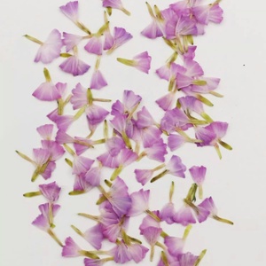 20 pz/pacco dimenticami non/Statice Fortunei/lavanda di mare decorazione artistica per unghie Decal Mini <span class=keywords><strong>fiori</strong></span> naturali pressati - Product Image 1