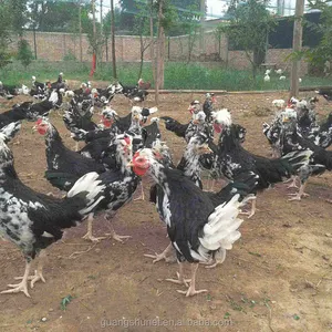 Bird Netting Poultry Chicken Net Heavy Duty Made Of 12 Nylon Wires Chicken Mesh Net