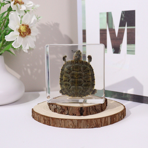 Equipo de enseñanza de espécimen de resina incrustado de tortuga Animal Real al por mayor para escuela secundaria - Product Image 4