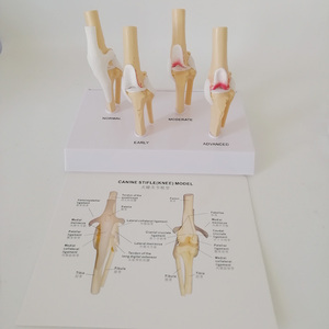 Canine l'articulation du genou modèle - Product Image 6