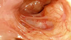 Endoscopio de vídeo para caballos, endoscopio para animales grandes, 2,8mm, flexible, precio veterinario