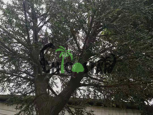 Trang Trí Cảnh Quan Cây Ô Liu Nhân Tạo Lớn/Triển Lãm Trung Tâm Mua Sắm Trang Trí Cây Ô Liu Nhân Tạo Trang Trí - Product Image 4