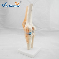 Anatomie de l'articulation du genou grandeur nature articulation articulacion rodilla modèle