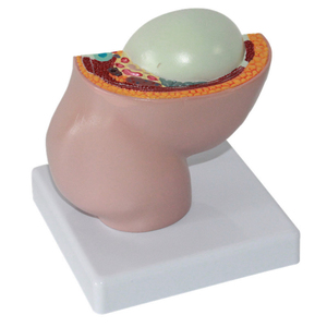 Modèle anatomique du système reproducteur féminin pour l'enseignement médical, design Art Déco en plastique, idéal pour la rentrée scolaire et la décoration intérieure - Product Image 4
