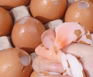 2024 neue Neuheit Spielzeug OEM matschig lebensechte Ei Spielzeug tpr Einweg echte Eierschalen Stress abbau zappeln sensorische Spielzeuge für Kinder - Product Image 5