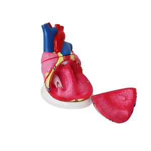 SY-N01101 Medical Science Medical Teaching Model life size skeleton medical science Human Middle Heart Anatomy