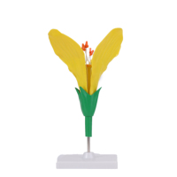 Modelo de Flor de Colza en PVC, Versátil y Duradero, para Clases de Biología y Decoraciones, Juguete de Anatomía y Herramienta de Enseñanza