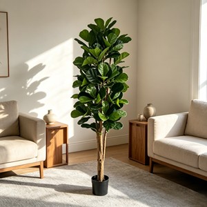 Prix de gros du Ficus pandurata, plantes à feuilles persistantes et durables - Product Image 5