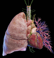 Cuerpo Humano 3D de Alta Resolución, Anatomía Virtual, Digihuman, Mesa de Disección Virtual
