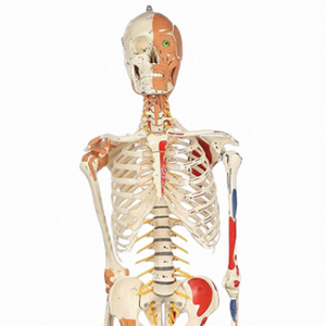 Modèle de <span class=keywords><strong>squelette</strong></span> <span class=keywords><strong>humain</strong></span> grandeur nature ADA Luxury XX-A103DLX de 170 cm, modèle anatomique en PVC, muscles faciaux, ligaments, pour l'école de médecine - Product Image 2