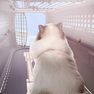 Transportín de Plástico Pequeño para Mascotas con Puerta de Alambre de Hierro, Transpirable, para Gatos y Perros Pequeños - Product Image 6