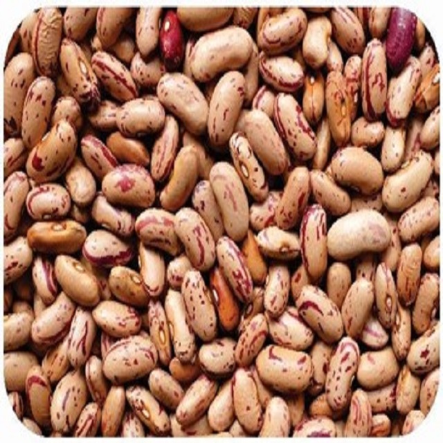 Спекл, фасоль, фасоль, оптовая продажа, фасоль, красная крапчатая фасоль, продажа от индийского поставщика Jenmark Global