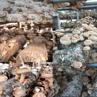 Petit bouton équipement de culture de champignons Shiitake substrat de culture ensacheuse bouton ligne de production de champignons