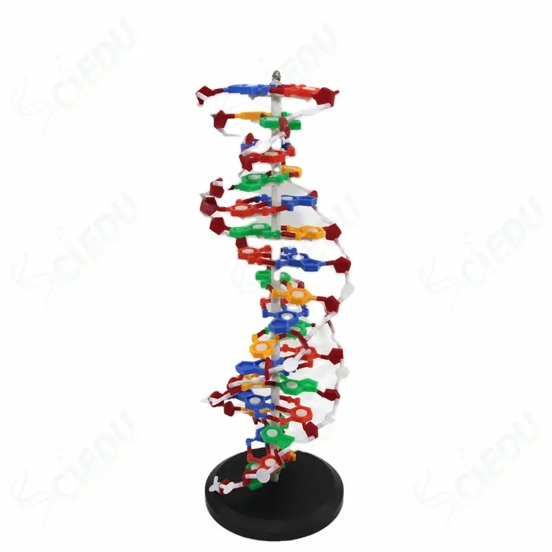 DNA Model-modelo de estructura de DNA de plástico para niños, juguete educativo de ciencia ficción