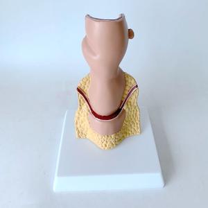 แบบจำลองลำไส้ใหญ่ของมนุษย์ แบบจำลองริดสีดวงทวาร แบบจำลองริดสีดวงทวารภูมิภาคนะวัตถุวิทยา แบบจำลองรูรั้วทวารหนัก แบบจำลองทางกายวิภาค - Product Image 5