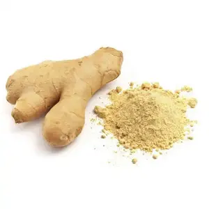 Poudre d'extrait de racine de gingembre de vente d'usine 5% extrait de plante de gingerols extrait de gingembre