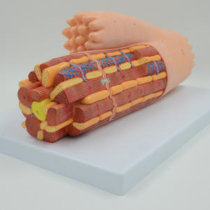 Training Anatomisches physikalisches Modell Anatomisches Modell des Herz muskels Kardiomyozyten-Ultrastruktur-Vergrößerung modell - Product Image 2